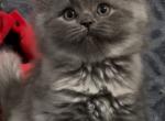 British LH blue smoke female - British Shorthair Kitten For Sale - 