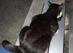 Blossom at Broward - Domestic Cat For Adoption - Fort Lauderdale&comma; FL&comma; US