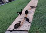 Charcoal - Domestic Cat For Adoption - Fort Lauderdale&comma; FL&comma; US