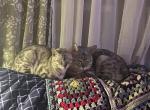 Cyborg and Violet - Bengal Cat For Sale/Retired Breeding - Stroudsburg&comma; PA&comma; US