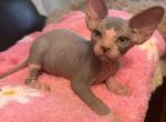 Bicolored Female 3 - Sphynx Cat For Sale - Ewing&comma; NJ&comma; US
