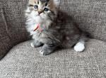 Boy Siberian Purebred Black Brown Tabby - Siberian Kitten For Sale - Old Bridge&comma; NJ&comma; US