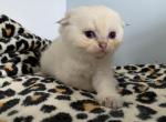 Grace - Scottish Fold Kitten For Sale - Levittown&comma; PA&comma; US