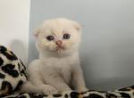Leo - Scottish Fold Kitten For Sale - Levittown&comma; PA&comma; US