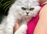 Miami Breeding services - Scottish Straight Cat For Sale/Service - 