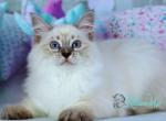 Wishky - Siberian Cat For Sale - Pembroke Pines&comma; FL&comma; US