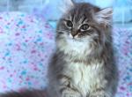Xasmina - Siberian Cat For Sale - Pembroke Pines&comma; FL&comma; US