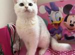 Rosalinda - British Shorthair Cat For Sale - New York&comma; NY&comma; US