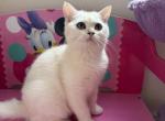 Daniel - British Shorthair Cat For Sale - New York&comma; NY&comma; US