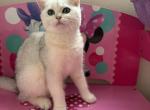 Rosalinda - British Shorthair Cat For Sale - Brooklyn&comma; NY&comma; US