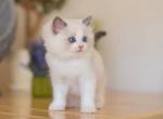 Mickey Ragdoll male blue bicolour - Ragdoll Kitten For Sale - 