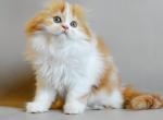 Roxy Scottish Fold female red spotted tabby bicol - Scottish Fold Kitten For Sale - Miami&comma; FL&comma; US