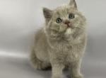 Orion British Longhair male lilac - British Shorthair Kitten For Sale - Miami&comma; FL&comma; US