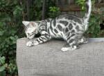 Clara - Bengal Cat For Sale - CO&comma; US