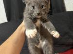 Phobes baby girl - Manx Kitten For Sale