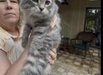 Bluebell - Siberian Cat For Sale - Laurinburg&comma; NC&comma; US