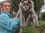 Puma 1 - Maine Coon Cat For Sale - Los Angeles&comma; CA&comma; US