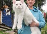 Patmen red chinchilla shaded - Maine Coon Cat For Sale - Los Angeles&comma; CA&comma; US