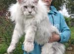 Indigo shaded line - Maine Coon Cat For Sale - Los Angeles&comma; CA&comma; US