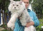 Infant shaded line - Maine Coon Cat For Sale - Los Angeles&comma; CA&comma; US