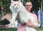 Zoltan shaded line - Maine Coon Cat For Sale - Los Angeles&comma; CA&comma; US