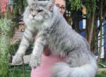 Zipper - Maine Coon Cat For Sale - Los Angeles&comma; CA&comma; US