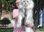 Zharden - Maine Coon Cat For Sale - Los Angeles&comma; CA&comma; US