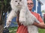 Vivian shaded - Maine Coon Cat For Sale - Los Angeles&comma; CA&comma; US