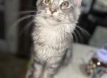 Bonnie - Maine Coon Cat For Sale - Paron&comma; AR&comma; US