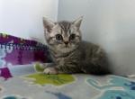 Lea - Scottish Straight Kitten For Sale - Levittown&comma; PA&comma; US