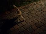Tammy - Domestic Cat For Adoption - Fort Lauderdale&comma; FL&comma; US