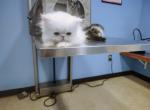 Zoe - Persian Kitten For Sale - Greenwood&comma; SC&comma; US