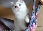 Millie - Ragdoll Cat For Sale - Pembroke Pines&comma; FL&comma; US