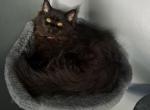 Maine Coon Dollface Persian Black - Maine Coon Cat For Sale - Mount Penn&comma; PA&comma; US