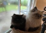 Persian cuties - Persian Kitten For Sale - Satellite Beach&comma; FL&comma; US