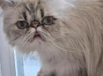 Rosie - Himalayan Cat For Sale/Retired Breeding - Satellite Beach&comma; FL&comma; US
