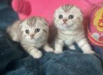 Creamy dolls - Scottish Fold Kitten For Sale - Fort Wayne&comma; IN&comma; US