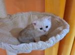 Snow - Scottish Straight Kitten For Sale - Philadelphia&comma; PA&comma; US