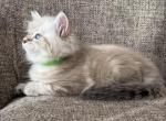 Girl Siberian Purebred Seal Tabby Point - Siberian Kitten For Sale - Old Bridge&comma; NJ&comma; US