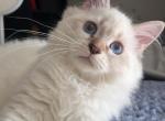 Carla - Siberian Cat For Sale - Hollywood&comma; FL&comma; US