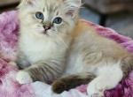Seal mink mitted lynx Cherubim Ragdoll - Ragdoll Kitten For Sale - Farmville&comma; VA&comma; US