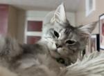 Star pending new home - Maine Coon Cat For Sale - Corwin&comma; OH&comma; US