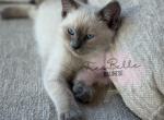 Teddy - Balinese Kitten For Sale - CA&comma; US