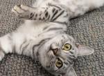 Trinity - Bengal Cat For Sale - Severna Park&comma; MD&comma; US