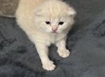 Tayson - Scottish Fold Kitten For Sale - Middle River&comma; MD&comma; US