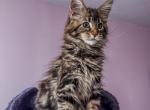 Maine Coon Female - Maine Coon Kitten For Sale - Staten Island&comma; NY&comma; US