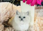 Porsche - Ragdoll Kitten For Sale - Saint Clair&comma; MI&comma; US