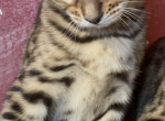 Bengal kittens - Bengal Cat For Sale - Haverstraw&comma; NY&comma; US