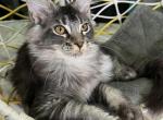 Teddy biggest of the litter - Maine Coon Kitten For Sale - Jacksonville&comma; FL&comma; US