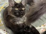 Black smoke female Shego - Maine Coon Kitten For Sale - Jacksonville&comma; FL&comma; US